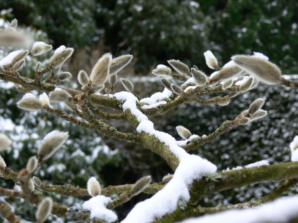 Bois des Moutiers Winterreise (1)